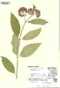 Asclepias purpurascens image