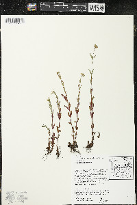Hypericum canadense image