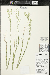 Linum sulcatum image