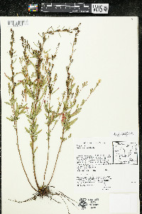 Oenothera perennis image