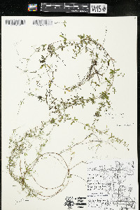 Galium trifidum subsp. trifidum image