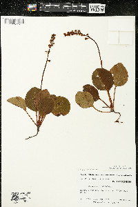 Pyrola rotundifolia subsp. americana image