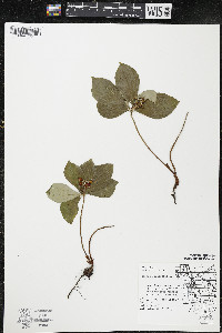 Cornus canadensis image