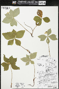 Cornus canadensis image