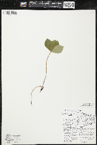 Cornus canadensis image