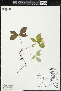 Cornus canadensis image