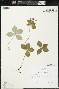 Cornus canadensis image