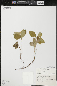 Cornus canadensis image