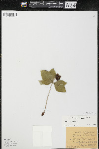 Cornus canadensis image