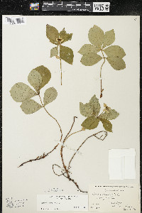 Cornus canadensis image