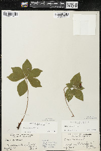 Cornus canadensis image