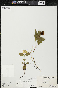 Cornus canadensis image