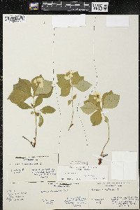 Cornus canadensis image