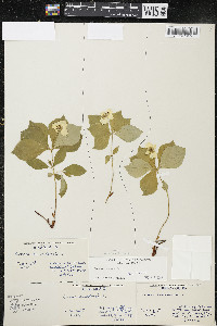 Cornus canadensis image