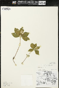 Cornus canadensis image