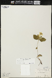 Cornus canadensis image