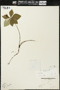 Cornus canadensis image