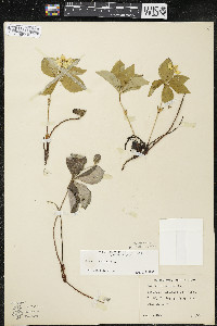 Cornus canadensis image