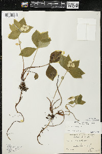 Cornus canadensis image