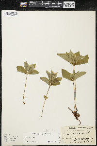 Cornus canadensis image