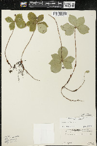 Cornus canadensis image