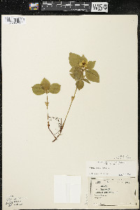 Cornus canadensis image