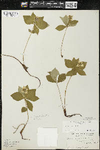 Cornus canadensis image