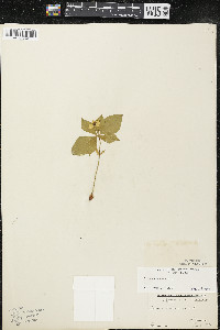 Cornus canadensis image