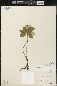 Cornus canadensis image