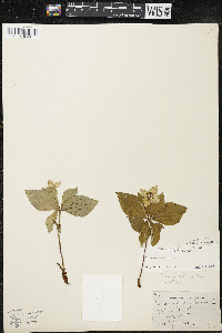 Cornus canadensis image