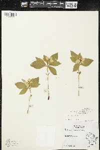 Cornus canadensis image