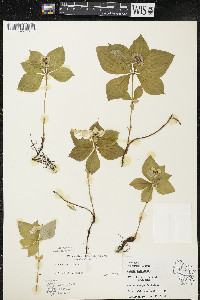 Cornus canadensis image