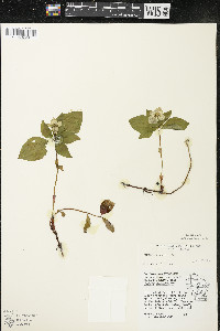 Cornus canadensis image