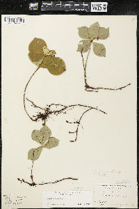Cornus canadensis image