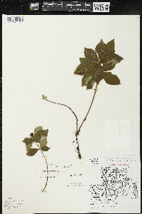 Cornus canadensis image