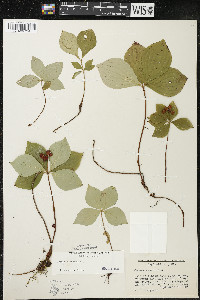 Cornus canadensis image