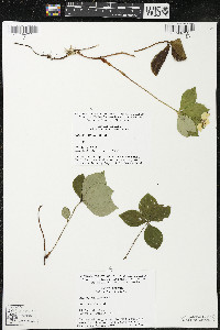 Cornus canadensis image