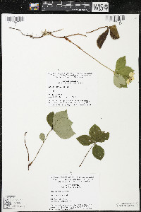 Cornus canadensis image