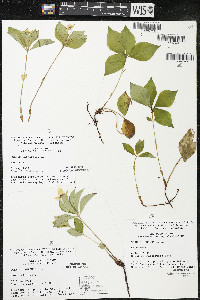 Cornus canadensis image