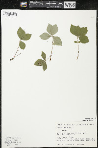 Cornus canadensis image