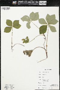 Cornus canadensis image