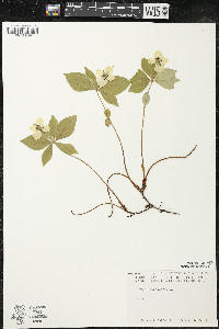 Cornus canadensis image