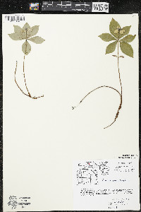 Cornus canadensis image