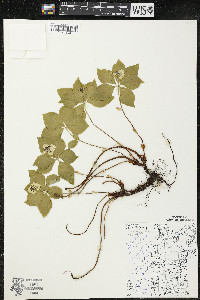 Cornus canadensis image