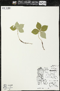 Cornus canadensis image