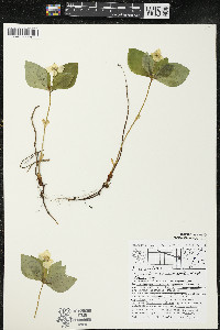 Cornus canadensis image