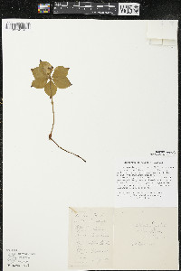 Cornus canadensis image