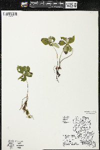 Cornus canadensis image