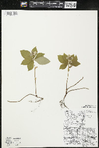 Cornus canadensis image