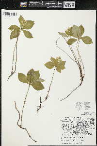 Cornus canadensis image